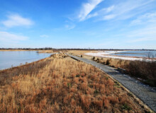 <a href="https://landscapearchitecturebuilt.com/west-pond-living-shoreline">West Pond Living Shoreline</a>, <br>Queens, NY, USA An image of landscape architecture project West Pond Living Shoreline, by design firm Dirtworks Landscape Architecture P.C, in Queens, NY, USA. Showing a gravel pathway between planting