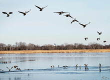 <a href="https://landscapearchitecturebuilt.com/west-pond-living-shoreline">West Pond Living Shoreline</a>, <br>Queens, NY, USA An image of landscape architecture project West Pond Living Shoreline, by design firm Dirtworks Landscape Architecture P.C, in Queens, NY, USA. Showing geese and other birds using the pond