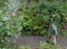 <a href="https://landscapearchitecturebuilt.com/keene-state-college">Keene State College: Natural Science Center Courtyard</a>, <br>Keene, NH, USA An image of a landscape architecture project at Keene State College, showing an informal pathway with forest type planting either side