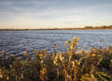 <a href="https://landscapearchitecturebuilt.com/west-pond-living-shoreline">West Pond Living Shoreline</a>, <br>Queens, NY, USA An image of landscape architecture project West Pond Living Shoreline, by design firm Dirtworks Landscape Architecture P.C, in Queens, NY, USA. Showing the planting lit up by golden light adjacent the pond