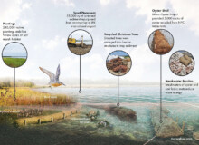 <a href="https://landscapearchitecturebuilt.com/west-pond-living-shoreline">West Pond Living Shoreline</a>, <br>Queens, NY, USA An image of landscape architecture project West Pond Living Shoreline, by design firm Dirtworks Landscape Architecture P.C, in Queens, NY, USA. Showing a conceptual perspective render illustrating key project moves in section form