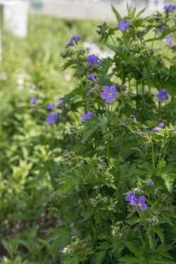 <a href="https://landscapearchitecturebuilt.com/jordal-sports-park ">Jordal Sports Park</a>, <br>Oslo, Norway A photo of landscape architecture project Jordal Sports Park in Oslo, by design firm Henning Larsen