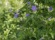 <a href="https://landscapearchitecturebuilt.com/jordal-sports-park ">Jordal Sports Park</a>, <br>Oslo, Norway A photo of landscape architecture project Jordal Sports Park in Oslo, by design firm Henning Larsen