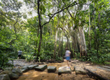 <a href="https://landscapearchitecturebuilt.com/rifle-range-park">Rifle Range Park</a>, <br>Singapore An image of landscape architecture project Rifle Range Park, by design firm Henning Larsen, in Singapore.