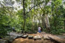 <a href="https://landscapearchitecturebuilt.com/rifle-range-park">Rifle Range Park</a>, <br>Singapore An image of landscape architecture project Rifle Range Park, by design firm Henning Larsen, in Singapore.