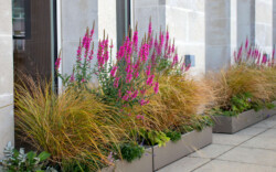 <a href="https://landscapearchitecturebuilt.com/bank-roof-garden">Bank Roof Garden</a>, <br>London, UK An image of landscape architecture project Bank Roof Garden, by design firm Mylandscapes, in London, UK. Showing a roof garden of bespoke planters