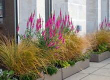 <a href="https://landscapearchitecturebuilt.com/bank-roof-garden">Bank Roof Garden</a>, <br>London, UK An image of landscape architecture project Bank Roof Garden, by design firm Mylandscapes, in London, UK. Showing a roof garden of bespoke planters