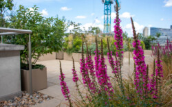 <a href="https://landscapearchitecturebuilt.com/bank-roof-garden">Bank Roof Garden</a>, <br>London, UK An image of landscape architecture project Bank Roof Garden, by design firm Mylandscapes, in London, UK. Showing a roof garden of bespoke planters