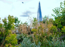 <a href="https://landscapearchitecturebuilt.com/bank-roof-garden">Bank Roof Garden</a>, <br>London, UK An image of landscape architecture project Bank Roof Garden, by design firm Mylandscapes, in London, UK. Showing a roof garden of bespoke planters