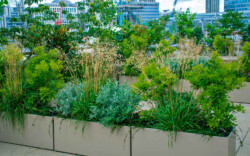 <a href="https://landscapearchitecturebuilt.com/bank-roof-garden">Bank Roof Garden</a>, <br>London, UK An image of landscape architecture project Bank Roof Garden, by design firm Mylandscapes, in London, UK. Showing a roof garden of bespoke planters