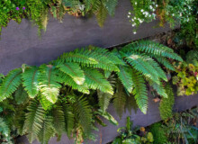 <a href="https://landscapearchitecturebuilt.com/belgravia-green-wall">Belgravia Green Wall: A Biodiverse Tapestry</a>, <br>London, UK An image of landscape architecture project Belgravia Green Wall: A Biodiverse Tapestry, by design firm Mylandscapes, in London, UK. Showing a green wall