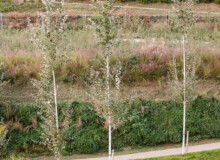 <a href="https://landscapearchitecturebuilt.com/vallmora-park">Vallmora Park</a>, <br>Barcelona, Spain