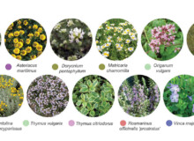 <a href="https://landscapearchitecturebuilt.com/forest-path-roques-blanques">Forest path in the Roques Blanques Cemetery</a>, <br>Barcelona, Spain